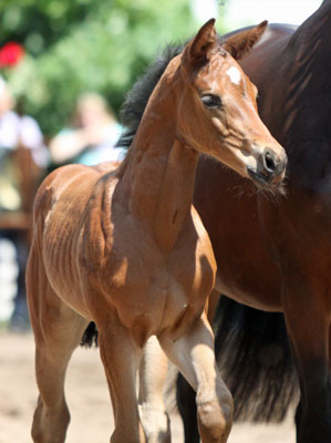 Westflisches Stutfohlen von Saint Cyr u.d. Frstenrose v. Frst Piccolo - Foto Beate Langels, Trakehner Gestt Hmelschenburg