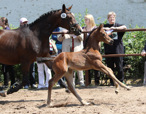 Westflisches Stutfohlen von Saint Cyr u.d. Frstenrose v. Frst Piccolo - Foto Beate Langels, Trakehner Gestt Hmelschenburg