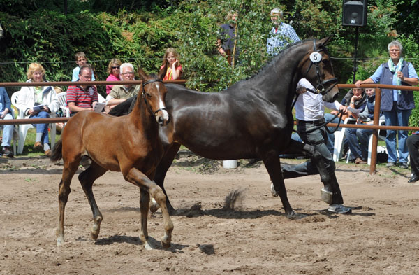 Hengstfohlen von Saint Cyr u.d. Angenie v. Riant - Ferro - Foto: Beate Langels - Trakehner Gestt Hmelschenburg