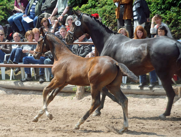 Hengstfohlen von Saint Cyr u.d. Angenie v. Riant - Ferro - Foto: Beate Langels - Trakehner Gestt Hmelschenburg