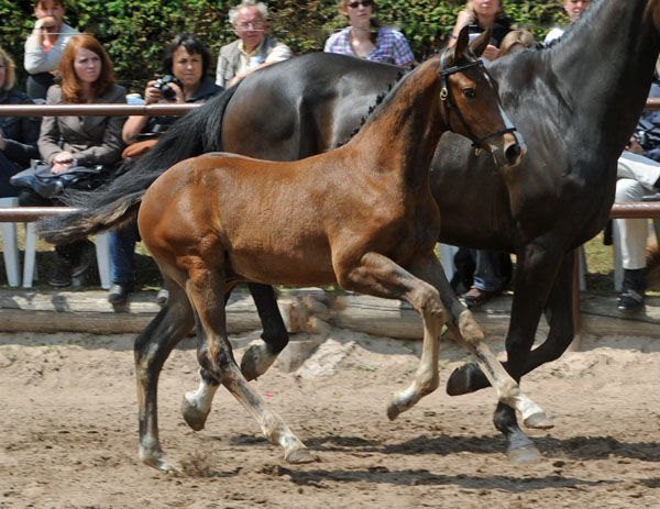 Hengstfohlen von Saint Cyr u.d. Angenie v. Riant - Ferro - Foto: Beate Langels - Trakehner Gestt Hmelschenburg