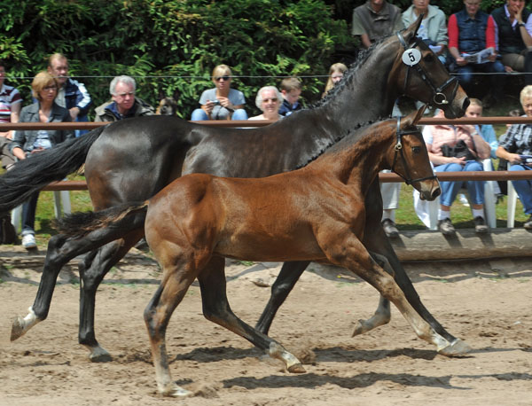 Hengstfohlen von Saint Cyr u.d. Angenie v. Riant - Ferro - Foto: Beate Langels - Trakehner Gestt Hmelschenburg