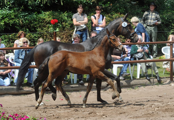 Hengstfohlen von Saint Cyr u.d. Angenie v. Riant - Ferro - Foto: Beate Langels - Trakehner Gestt Hmelschenburg