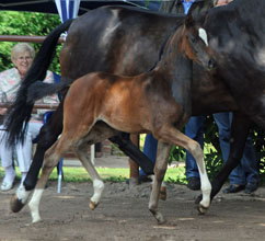 Stutfohlen von Totilas u.d. Trakehner Pr.St. Schwalbenfeder v. Summertime, Gestt Hmelschenburg - Beate Langels