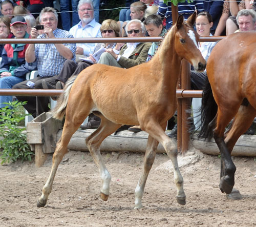 Trakehner Colt by Saint Cyr out of Pr. u. StPrSt. Karena by Freudenfest - Foto: Beate Langels - Trakehner Gestt Hmelschenburg