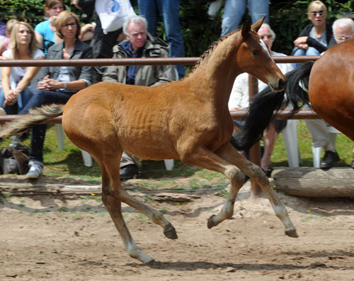 Trakehner Colt by Saint Cyr out of Pr. u. StPrSt. Karena by Freudenfest - Foto: Beate Langels - Trakehner Gestt Hmelschenburg