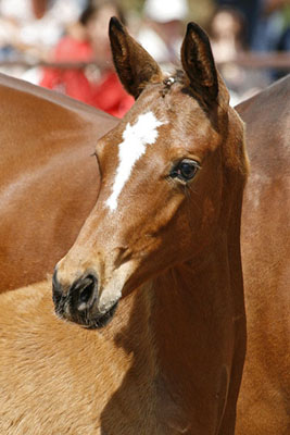 Trakehner Colt by Saint Cyr out of Pr. u. StPrSt. Karena by Freudenfest - Foto: Beate Langels - Trakehner Gestt Hmelschenburg