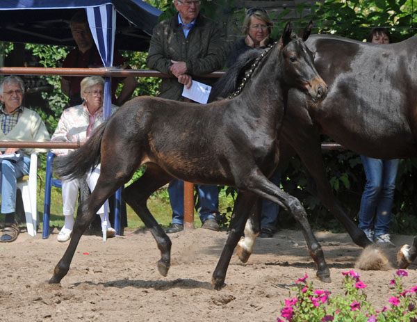 Valerija v. Summertime u.d. Pr.u.StPrSt. Vittoria von Exclusiv u.d. Elitestute Vicenza v. Showmaster  - Foto: Beate Langels - Trakehner Gestt Hmelschenburg