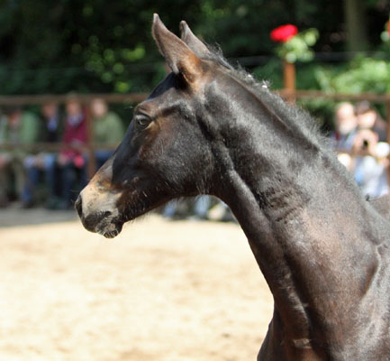 Valerija v. Summertime u.d. Pr.u.StPrSt. Vittoria von Exclusiv - Foto: Beate Langels - Trakehner Gestt Hmelschenburg