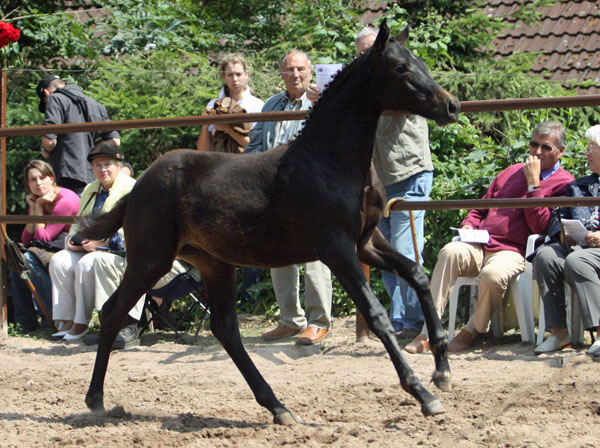 Valerija v. Summertime u.d. Pr.u.StPrSt. Vittoria von Exclusiv - Foto: Beate Langels - Trakehner Gestt Hmelschenburg