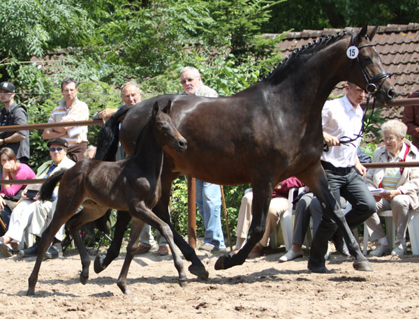 Stutfohlen von Summertime u.d. Pr.St. Anjana v. Freudenfest u.d. Elitestute Agatha Christy v. Showmaster, Foto: Beate Langels