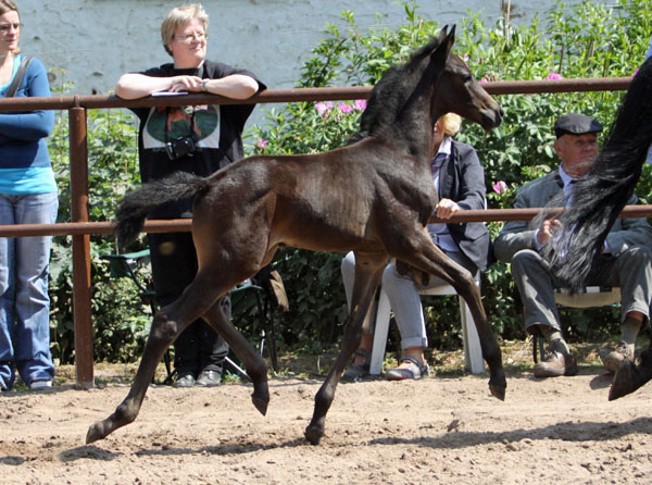 Stutfohlen von Summertime u.d. Pr.St. Anjana v. Freudenfest u.d. Elitestute Agatha Christy v. Showmaster, Foto: Beate Langels