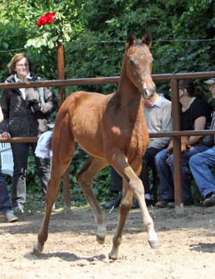Trakehner Stutfohlen von Symont u.d. Pr.St. Esther v. Kostolany, Foto: Beate Langels
