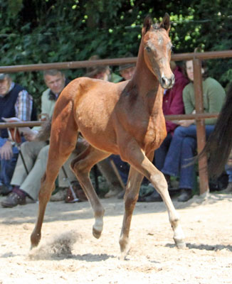 Trakehner Stutfohlen von Symont u.d. Pr.St. Esther v. Kostolany, Foto: Beate Langels
