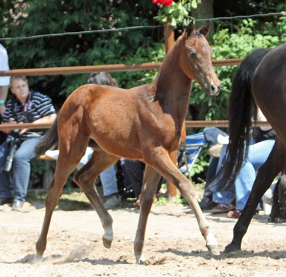 Trakehner Stutfohlen von Symont u.d. Pr.St. Esther v. Kostolany, Foto: Beate Langels