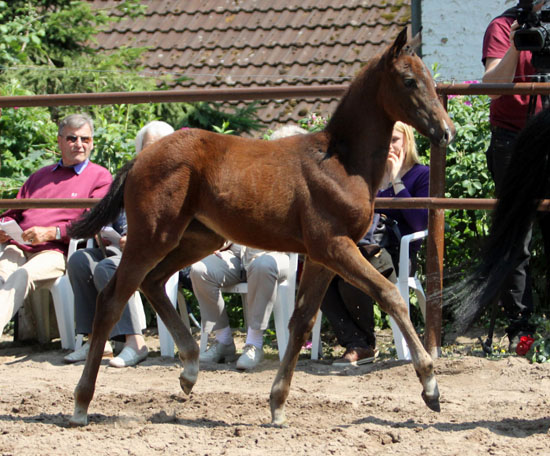 Trakehner Stutfohlen von Symont u.d. Pr.St. Esther v. Kostolany, Foto: Beate Langels