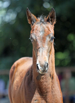 Trakehner Stutfohlen von Symont u.d. Pr.St. Esther v. Kostolany, Foto: Beate Langels