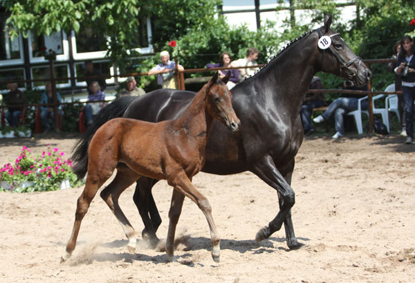 Trakehner Stutfohlen von Symont u.d. Pr.St. Esther v. Kostolany, Foto: Beate Langels