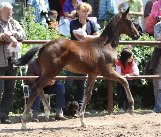 Hengstfohlen von Symont u.d. Beloved v. Kostolany - 5. Mai 2011 - Foto: Beate Langels - Trakehner Gestt Hmelschenburg