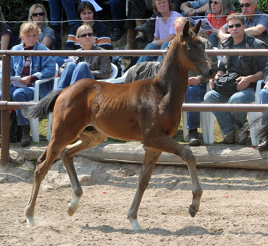 Hengstfohlen von Symont u.d. Beloved v. Kostolany - 5. Mai 2011 - Foto: Beate Langels - Trakehner Gestt Hmelschenburg