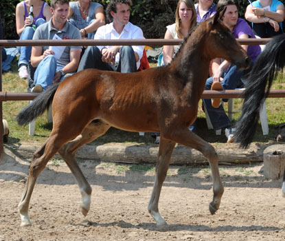 Hengstfohlen von Symont u.d. Beloved v. Kostolany - 5. Mai 2011 - Foto: Beate Langels - Trakehner Gestt Hmelschenburg