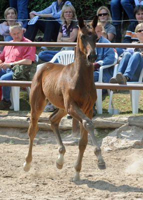 Hengstfohlen von Symont u.d. Beloved v. Kostolany - 5. Mai 2011 - Foto: Beate Langels - Trakehner Gestt Hmelschenburg