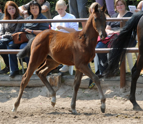 Trakehner Stutfohlen von Symont u.d. Pr.St. Esther v. Kostolany, Foto: Beate Langels