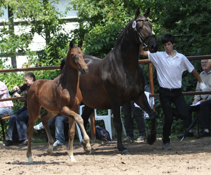 Hengstfohlen von Symont u.d. Beloved v. Kostolany - 5. Mai 2011 - Foto: Beate Langels - Trakehner Gestt Hmelschenburg