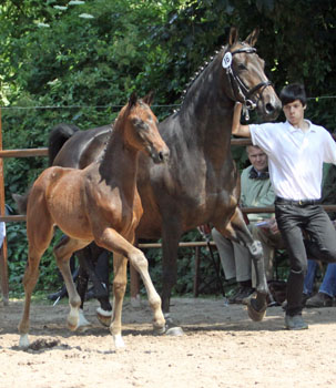 Hengstfohlen von Symont u.d. Beloved v. Kostolany - 5. Mai 2011 - Foto: Beate Langels - Trakehner Gestt Hmelschenburg