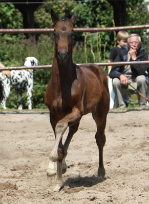 Hengstfohlen von Symont u.d. Beloved v. Kostolany - 5. Mai 2011 - Foto: Beate Langels - Trakehner Gestt Hmelschenburg