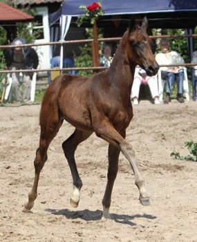 Hengstfohlen von Symont u.d. Beloved v. Kostolany - 5. Mai 2011 - Foto: Beate Langels - Trakehner Gestt Hmelschenburg