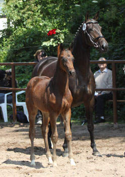 Hengstfohlen von Symont u.d. Beloved v. Kostolany - 5. Mai 2011 - Foto: Beate Langels - Trakehner Gestt Hmelschenburg