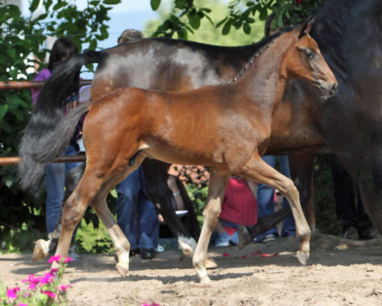 Hengstfohlen von Symont u.d. Beloved v. Kostolany - 5. Mai 2011 - Foto: Beate Langels - Trakehner Gestt Hmelschenburg