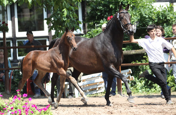 Hengstfohlen von Symont u.d. Beloved v. Kostolany - 5. Mai 2011 - Foto: Beate Langels - Trakehner Gestt Hmelschenburg