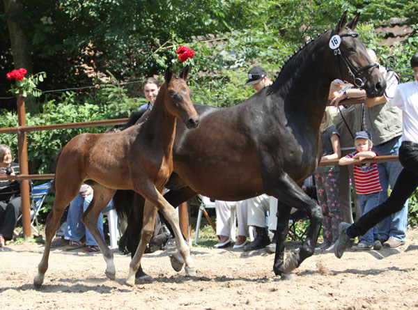 Hengstfohlen von Symont u.d. Beloved v. Kostolany - 5. Mai 2011 - Foto: Beate Langels - Trakehner Gestt Hmelschenburg