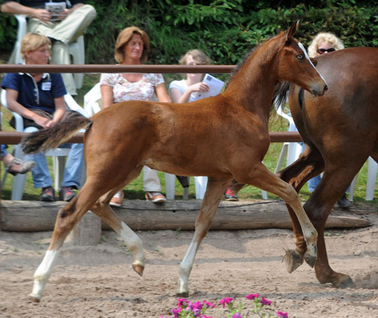 Klassic Blue - Trakehner Stutfohlen von Singolo u.d. Prmienstute Klassic v. Freudenfest - Foto: Beate Langels - Trakehner Gestt Hmelschenburg