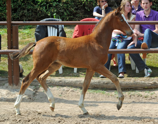 Klassic Blue - Trakehner Stutfohlen von Singolo u.d. Prmienstute Klassic v. Freudenfest - Foto: Beate Langels - Trakehner Gestt Hmelschenburg
