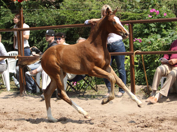Klassic Blue - Trakehner Stutfohlen von Singolo u.d. Prmienstute Klassic v. Freudenfest - Foto: Beate Langels - Trakehner Gestt Hmelschenburg