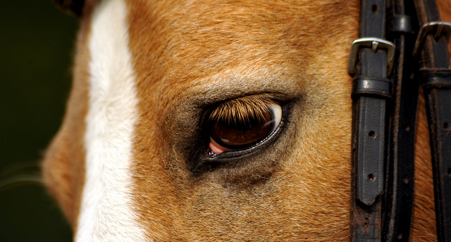 Sieg im Fhrzgelwettbewerb fr Greta, Pauline und Cinja - Foto: Beate Langels -  
Trakehner Gestt Hmelschenburg