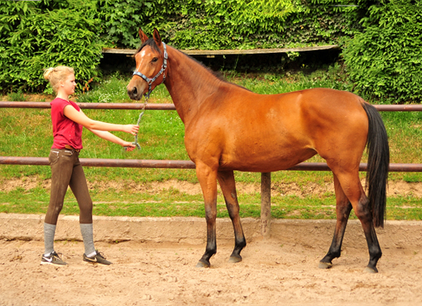 Oldenburger Stute Barinja von Oliver Twist u.d. Beloved v. Kostolany - Foto: Beate Langels - Trakehner Gestt 
Hmelschenburg