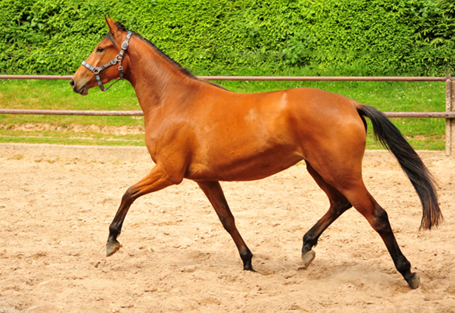 Oldenburger Stute Barinja von Oliver Twist u.d. Beloved v. Kostolany - Foto: Beate Langels - Trakehner Gestt 
Hmelschenburg