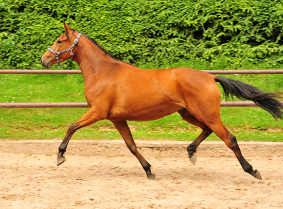 Oldenburger Stute Barinja von Oliver Twist u.d. Beloved v. Kostolany - Foto: Beate Langels - Trakehner Gestt 
Hmelschenburg