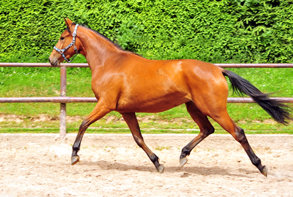 Oldenburger Stute Barinja von Oliver Twist u.d. Beloved v. Kostolany - Foto: Beate Langels - Trakehner Gestt 
Hmelschenburg