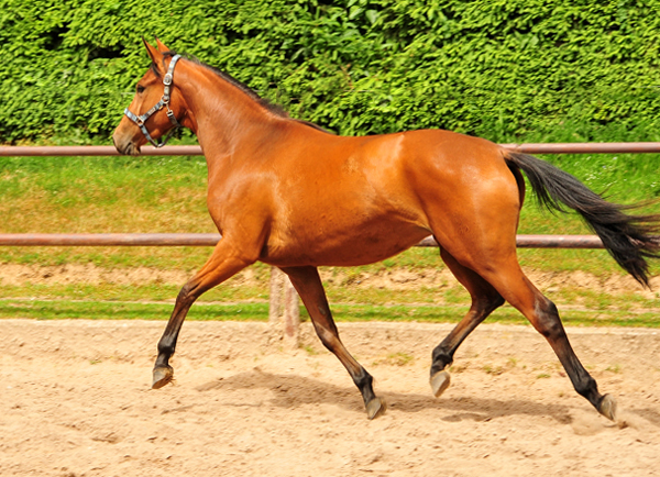 Oldenburger Stute Barinja von Oliver Twist u.d. Beloved v. Kostolany - Foto: Beate Langels - Trakehner Gestt 
Hmelschenburg