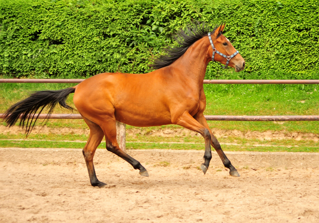 Oldenburger Stute Barinja von Oliver Twist u.d. Beloved v. Kostolany - Foto: Beate Langels - Trakehner Gestt 
Hmelschenburg