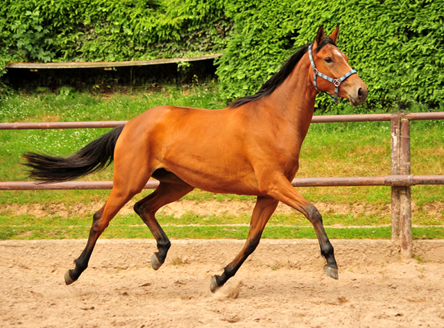 Oldenburger Stute Barinja von Oliver Twist u.d. Beloved v. Kostolany - Foto: Beate Langels - Trakehner Gestt 
Hmelschenburg