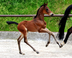 Hengstfohlen von v. Shavalou u.d. Elitestute Kalmar