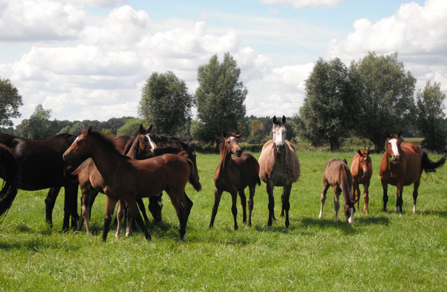 Besuch der Trakehner Freunde Weserbergland in Schäplitz - 10. August 2012 - Foto: Heike Jantz - Trakehner Gestüt Hämelschenburg