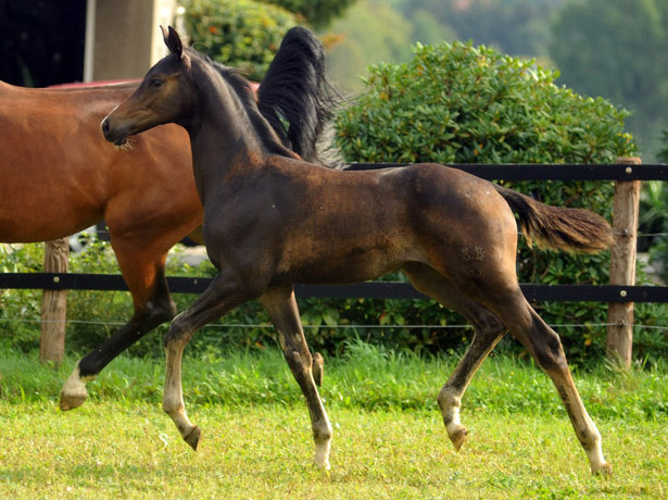 Trakehner Hengstfohlen von Saint Cyr u.d. Kosma Shiva v. Herzruf, Foto: Beate Langels, Trakehner Gestt Hmelschenburg