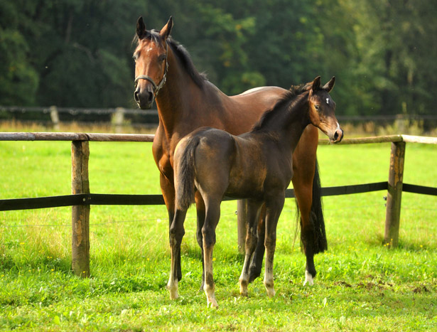 Trakehner Hengstfohlen von Saint Cyr u.d. Kosma Shiva v. Herzruf, Foto: Beate Langels, Trakehner Gestt Hmelschenburg